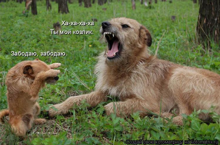 Котоматрица: Забодаю, забодаю.  Ха-ха-ха-ха Ты мой козлик.