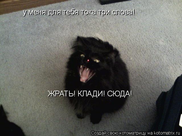 у меня для тебя тока три слова! ЖРАТЬ! КЛАДИ! СЮДА!... Котоматрица: у меня для тебя тока три слова! ЖРАТЬ! КЛАДИ! СЮДА!