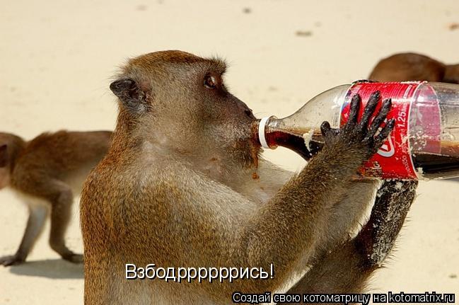 Взбодррррррись!... Котоматрица: Взбодррррррись!