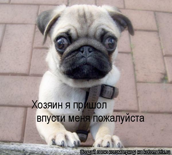 Хозяин я пришол впусти меня пожалуйста... Котоматрица: Хозяин я пришол впусти меня пожалуйста