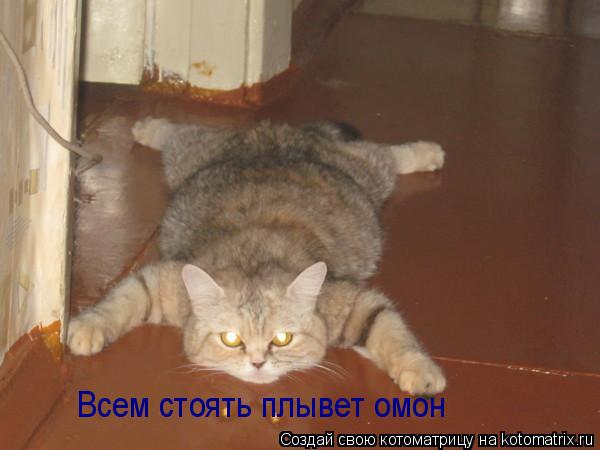 Всем стоять плывет омон... Котоматрица: Всем стоять плывет омон
