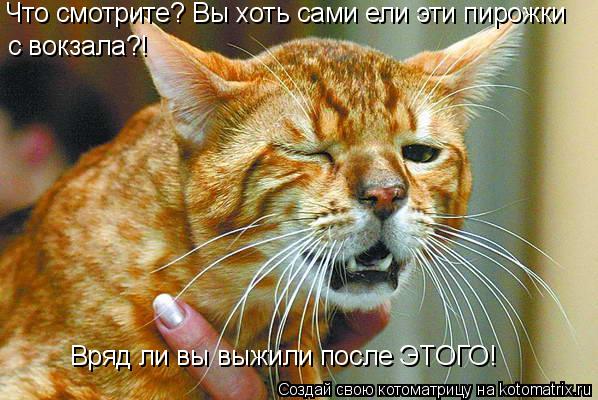 Что смотрите? Вы хоть сами ели эти пирожки с вокзала?! Вряд ли вы выжили после ЭТОГО!... Котоматрица: Что смотрите? Вы хоть сами ели эти пирожки с вокзала?! Вряд ли вы выжили после ЭТОГО!