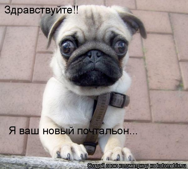 Здравствуйте!! Я ваш новый почтальон...... Котоматрица: Здравствуйте!! Я ваш новый почтальон...