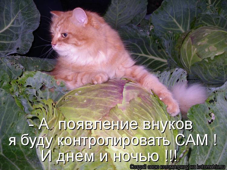 И днем и ночью !!! я буду контролировать САМ ! - А появление внуков... Котоматрица: И днем и ночью !!! я буду контролировать САМ ! - А появление внуков