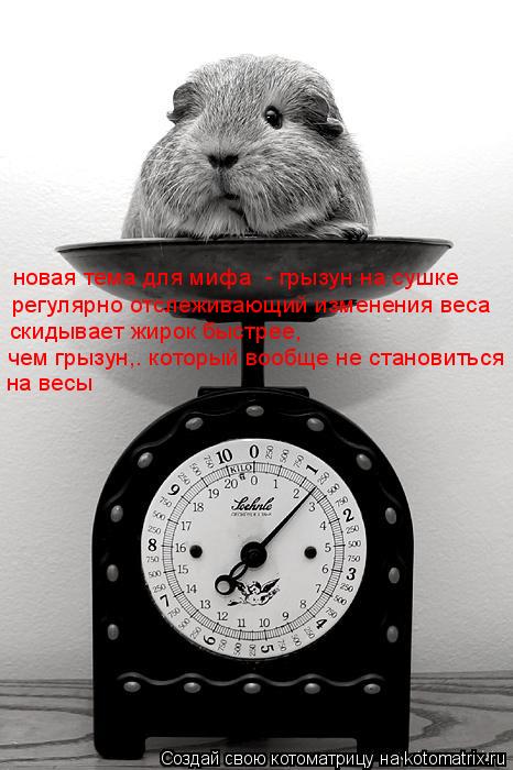 Котоматрица: новая тема для мифа  - грызун на сушке  регулярно отслеживающий изменения веса скидывает жирок быстрее,  чем грызун,. который вообще не стано