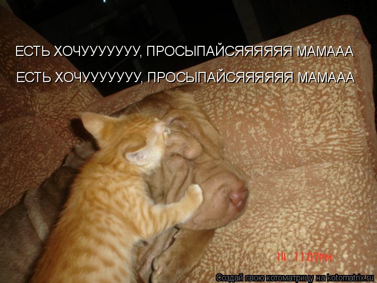 Котоматрица: ЕСТЬ ХОЧУУУУУУУ, ПРОСЫПАЙСЯЯЯЯЯЯ МАМААА ЕСТЬ ХОЧУУУУУУУ, ПРОСЫПАЙСЯЯЯЯЯЯ МАМААА