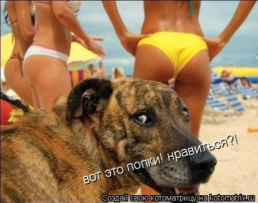 Котоматрица: вот это попки! нравиться?!