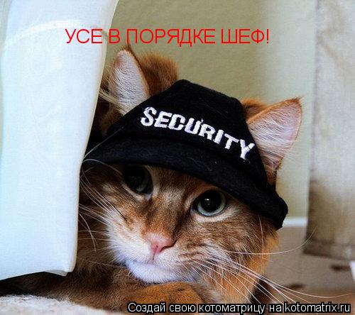 УСЕ В ПОРЯДКЕ ШЕФ!... Котоматрица: УСЕ В ПОРЯДКЕ ШЕФ!