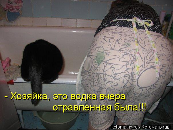 Котоматрица: - Хозяйка, это водка вчера отравленная была!!!