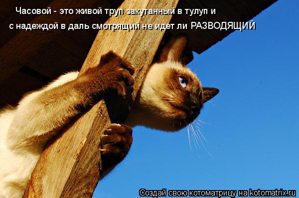 Часовой - это живой труп закутанный в тулуп и с надеждой в даль смотрящий не идет ли РАЗВОДЯЩИЙ... Котоматрица: Часовой - это живой труп закутанный в тулуп и с надеждой в даль смотрящий не идет ли РАЗВОДЯЩИЙ