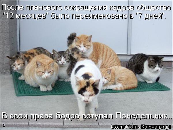 После планового сокращения кадров общество "12 месяцев" было переименовано в "7 дней". В свои права б... Котоматрица: После планового сокращения кадров общество "12 месяцев" было переименовано в "7 дней". В свои права бодро вступал Понедельник...