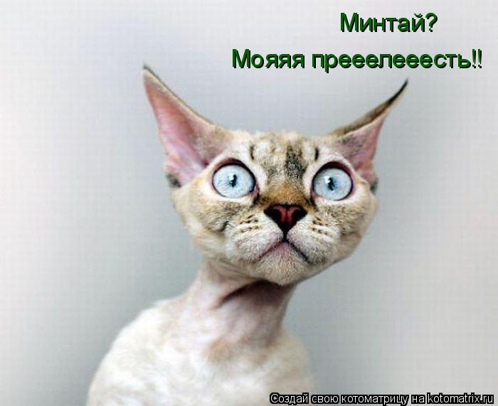 Котоматрица: Минтай? Мояяя прееелееесть!!