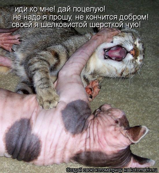 иди ко мне! дай поцелую! не надо я прошу, не кончится добром! своей я шелковистой шерсткой чую!... Котоматрица: иди ко мне! дай поцелую! не надо я прошу, не кончится добром! своей я шелковистой шерсткой чую!