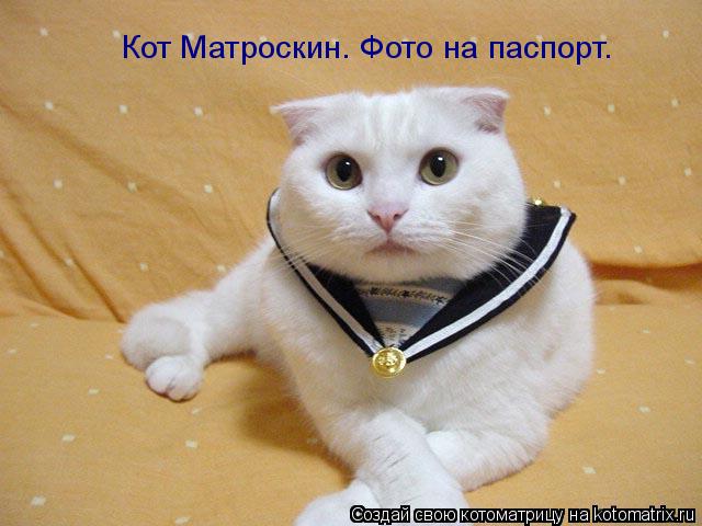 Кот Матроскин. Фото на паспорт.... Котоматрица: Кот Матроскин. Фото на паспорт.