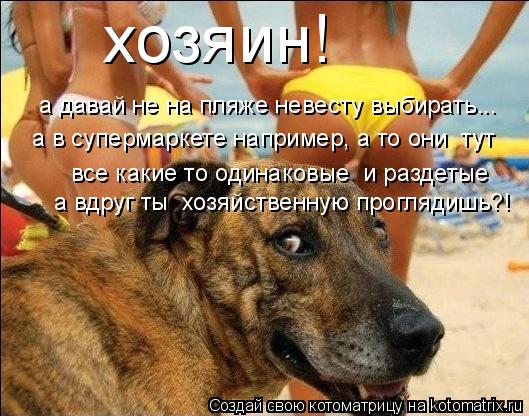 хозяин! а давай не на пляже невесту выбирать... а в супермаркете например, а то они тут все какие т... Котоматрица: хозяин! а давай не на пляже невесту выбирать... а в супермаркете например, а то они тут все какие то одинаковые и раздетые а вдруг ты хозяйс