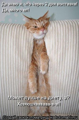 Может лучше на диету, а? Да знаю я, что через 2 дня выставка! Да, много ел! Хозяюшкаааааа-а-а!!... Котоматрица: Может лучше на диету, а? Да знаю я, что через 2 дня выставка! Да, много ел! Хозяюшкаааааа-а-а!!