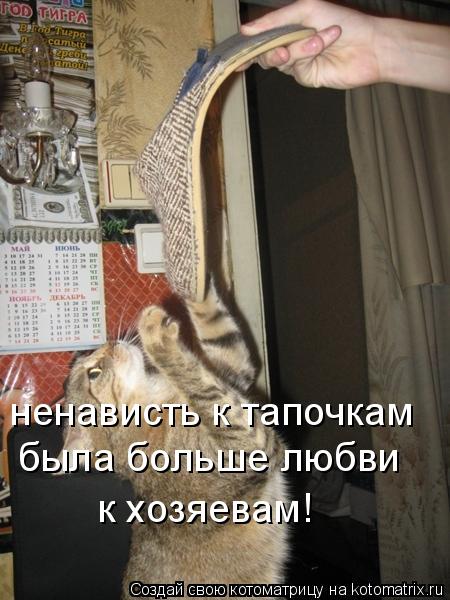 ненависть к тапочкам была больше любви к хозяевам!... Котоматрица: ненависть к тапочкам была больше любви к хозяевам!