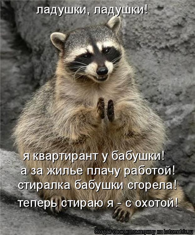 ладушки, ладушки! я квартирант у бабушки! а за жилье плачу работой! стиралка бабушки сгорела! теперь ... Котоматрица: ладушки, ладушки! я квартирант у бабушки! а за жилье плачу работой! стиралка бабушки сгорела! теперь стираю я - с охотой!