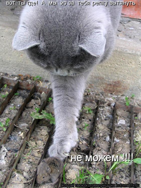 вот ты где! А мы из за тебя репку вытянуть не можем !!!!... Котоматрица: вот ты где! А мы из за тебя репку вытянуть не можем !!!!