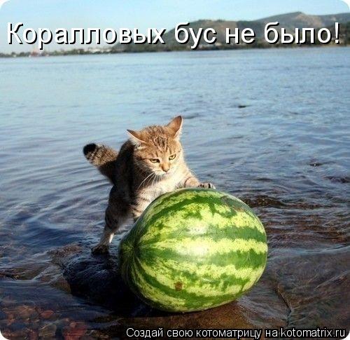 Котоматрица: Коралловых бус не было!