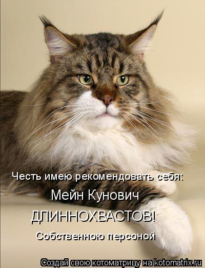 Честь имею рекомендовать себя: Мейн Кунович ДЛИННОХВАСТОВ! Собственною персоной... Котоматрица: Честь имею рекомендовать себя: Мейн Кунович ДЛИННОХВАСТОВ! Собственною персоной
