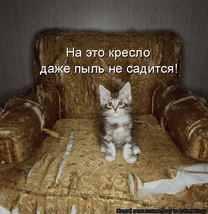 Котоматрица: даже пыль не садится! На это кресло