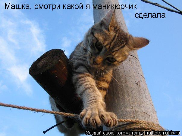 Машка, смотри какой я маникюрчик сделала... Котоматрица: Машка, смотри какой я маникюрчик сделала