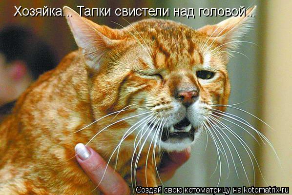 Хозяйка... Тапки свистели над головой...... Котоматрица: Хозяйка... Тапки свистели над головой...