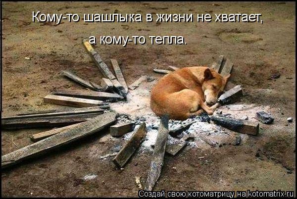 Кому-то шашлыка в жизни не хватает, а кому-то тепла. Кому-то шашлыка в жизни не хватает,... Котоматрица: Кому-то шашлыка в жизни не хватает, а кому-то тепла. Кому-то шашлыка в жизни не хватает,
