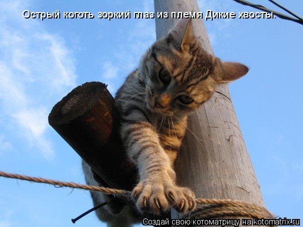 Острый коготь зоркий глаз из племя Дикие хвосты.... Котоматрица: Острый коготь зоркий глаз из племя Дикие хвосты.