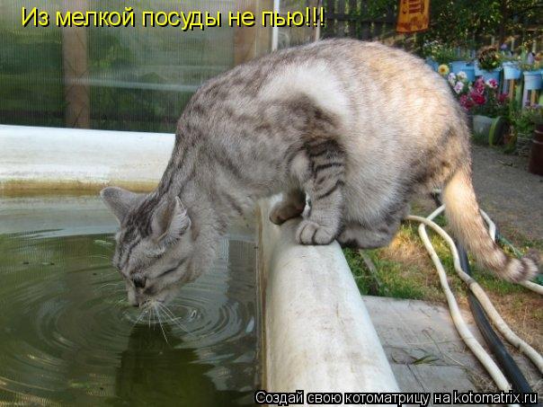 Из мелкой посуды не пью!!!... Котоматрица: Из мелкой посуды не пью!!!