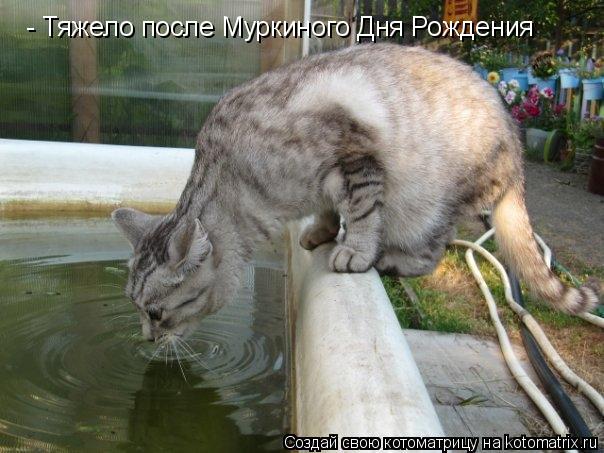 - Тяжело после Муркиного Дня Рождения... Котоматрица: - Тяжело после Муркиного Дня Рождения