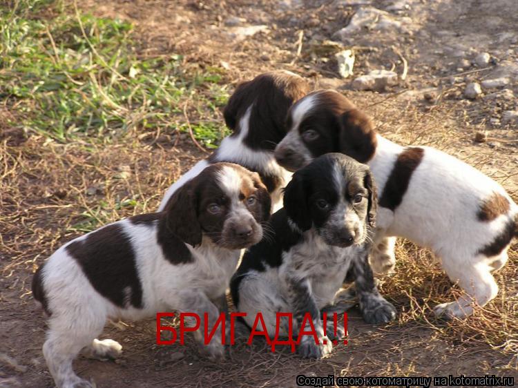БРИГАДА!!!... Котоматрица: БРИГАДА!!!