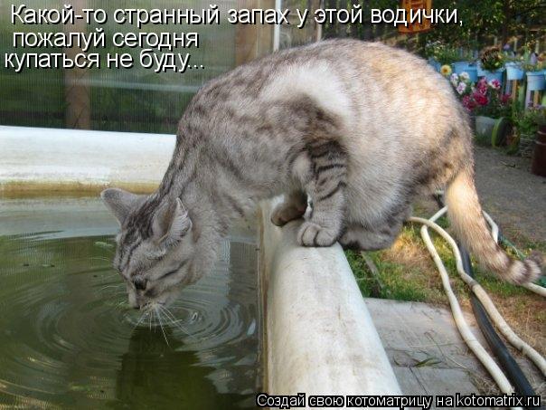 Какой-то странный запах у этой водички, пожалуй сегодня купаться не буду...... Котоматрица: Какой-то странный запах у этой водички, пожалуй сегодня купаться не буду...