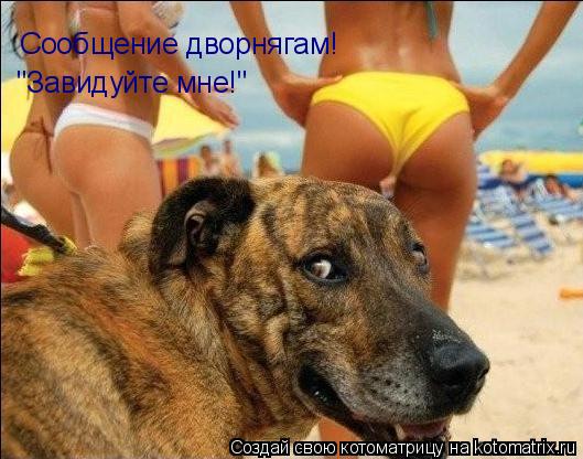 Котоматрица: Сообщение дворнягам! "Завидуйте мне!"