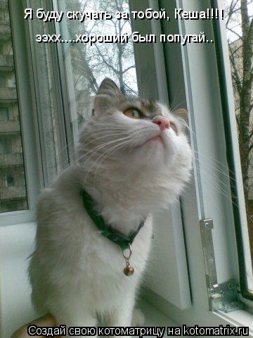 Я буду скуучать за тобой, Кеша!!!! ээхх....хороший был попугай.. Я буду скучать за тобой, Кеша!!!!... Котоматрица: Я буду скуучать за тобой, Кеша!!!! ээхх....хороший был попугай.. Я буду скучать за тобой, Кеша!!!!