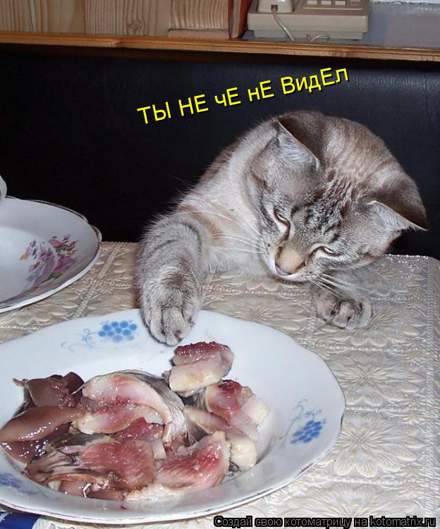 ТЫ НЕ чЕ нЕ ВидЕл... Котоматрица: ТЫ НЕ чЕ нЕ ВидЕл