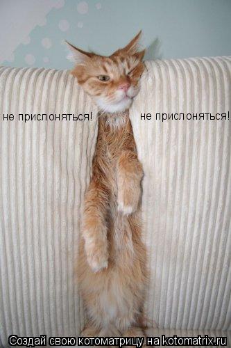 не прислоняться! не прислоняться!... Котоматрица: не прислоняться! не прислоняться!