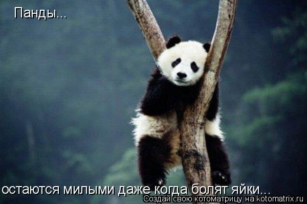 Панды... остаются милыми даже когда болят яйки...... Котоматрица: Панды... остаются милыми даже когда болят яйки...
