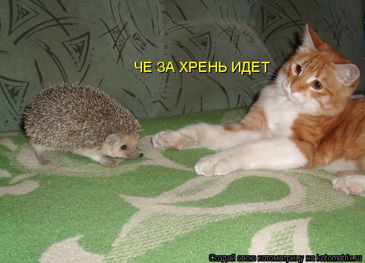ЧЕ ЗА ХРЕНЬ ИДЕТ... Котоматрица: ЧЕ ЗА ХРЕНЬ ИДЕТ