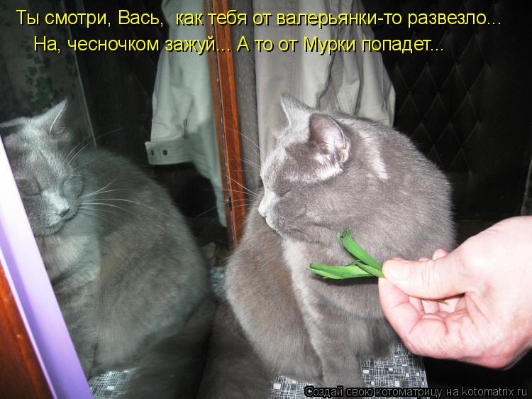 Ты смотри, Вась, как тебя от валерьянки-то развезло... На, чесночком зажуй... А то от Мурки попадет.... Котоматрица: Ты смотри, Вась, как тебя от валерьянки-то развезло... На, чесночком зажуй... А то от Мурки попадет...