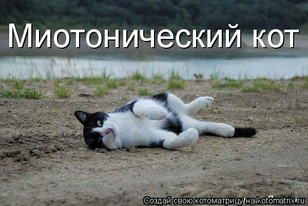 Миотонический кот... Котоматрица: Миотонический кот