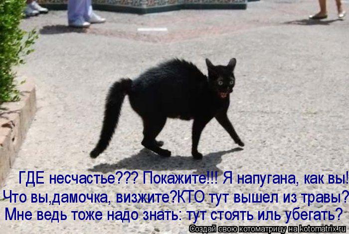 ГДЕ несчастье??? Покажите!!! Я напугана, как вы!! Что вы,дамочка, визжите?КТО тут вышел из травы? Мне... Котоматрица: ГДЕ несчастье??? Покажите!!! Я напугана, как вы!! Что вы,дамочка, визжите?КТО тут вышел из травы? Мне ведь тоже надо знать: тут стоять иль убегат