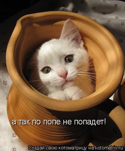 Котоматрица: а так по попе не попадет!