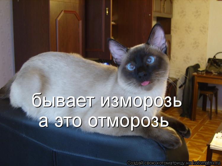 бывает изморозь а это отморозь... Котоматрица: бывает изморозь а это отморозь