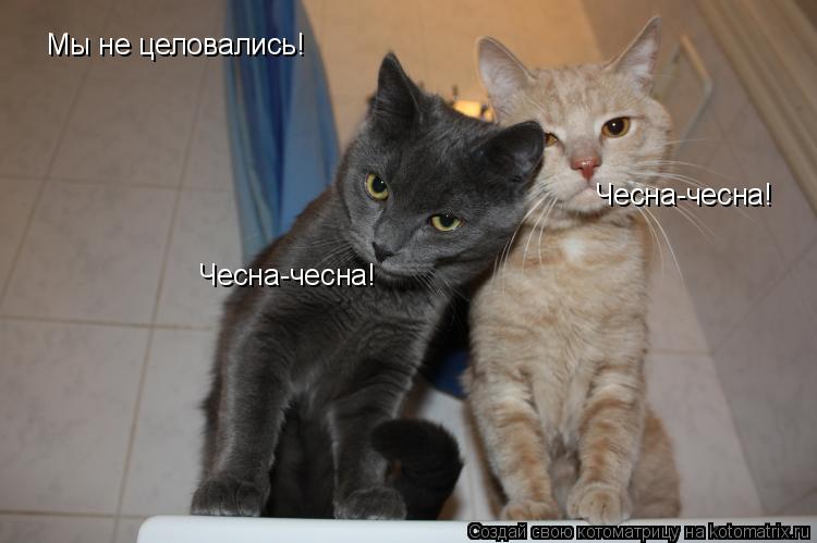 Мы не целовались! Чесна-чесна! Чесна-чесна!... Котоматрица: Мы не целовались! Чесна-чесна! Чесна-чесна!