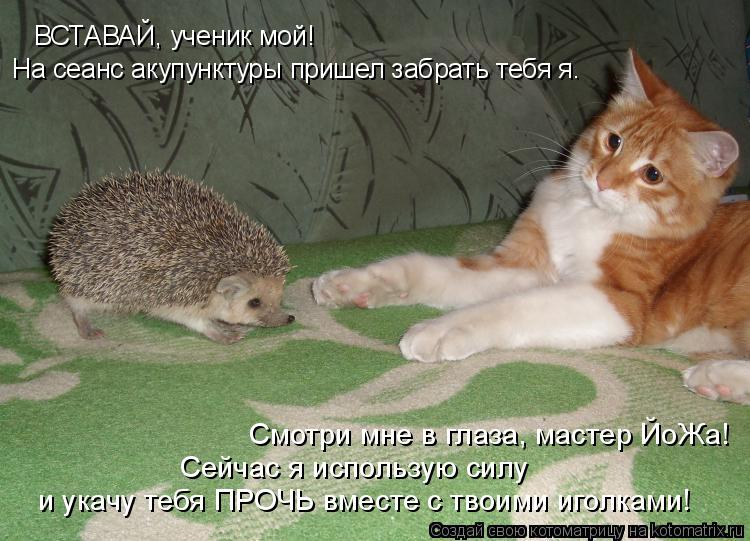 Котоматрица: ВСТАВАЙ, ученик мой! Смотри мне в глаза, мастер ЙоЖа! На сеанс акупунктуры пришел забрать тебя я. и укачу тебя ПРОЧЬ вместе с твоими иголками!