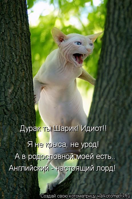 Котоматрица: Я не крыса, не урод! Дурак ты Шарик! Идиот!! А в родословной моей есть.. Английский - настоящий лорд!