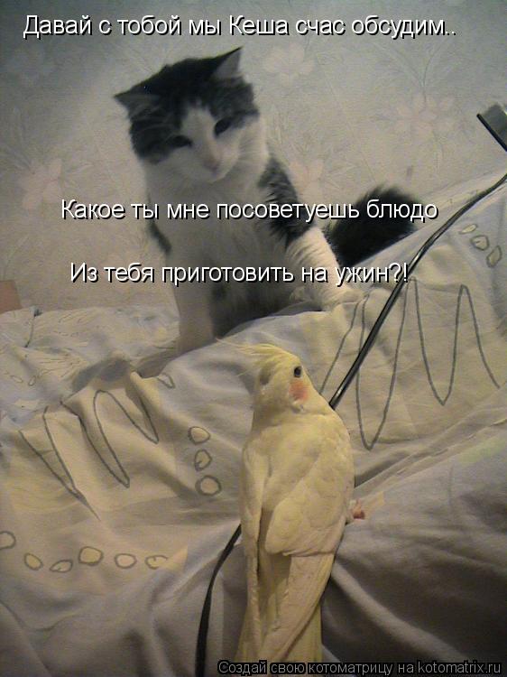 Котоматрица: Давай с тобой мы Кеша счас обсудим.. Какое ты мне посоветуешь блюдо Из тебя приготовить на ужин?!