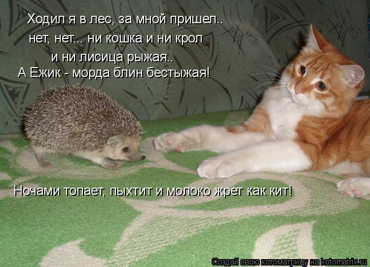 Котоматрица: Ходил я в лес, за мной пришел.. нет, нет... ни кошка и ни крол и ни лисица рыжая.. А Ежик - морда блин бестыжая! Ночами топает, пыхтит и молоко жрет